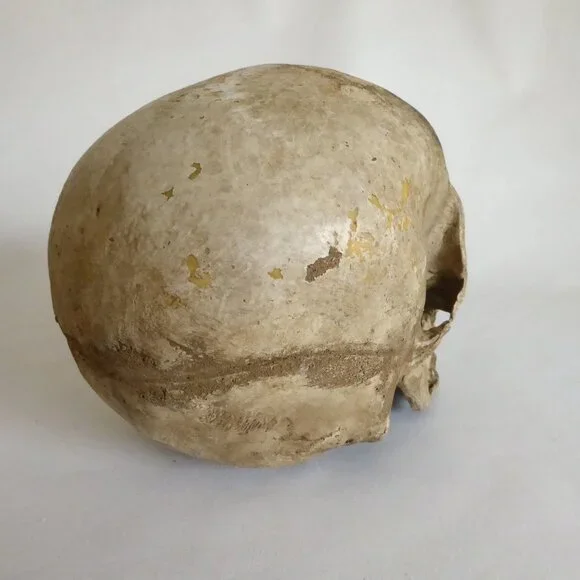 2006 DISNEY PIRATES OF THE CARIBBEAN OFFICIAL MOVIE FILM PROP PELEGOSTO SKULL - Picture 9 of 15